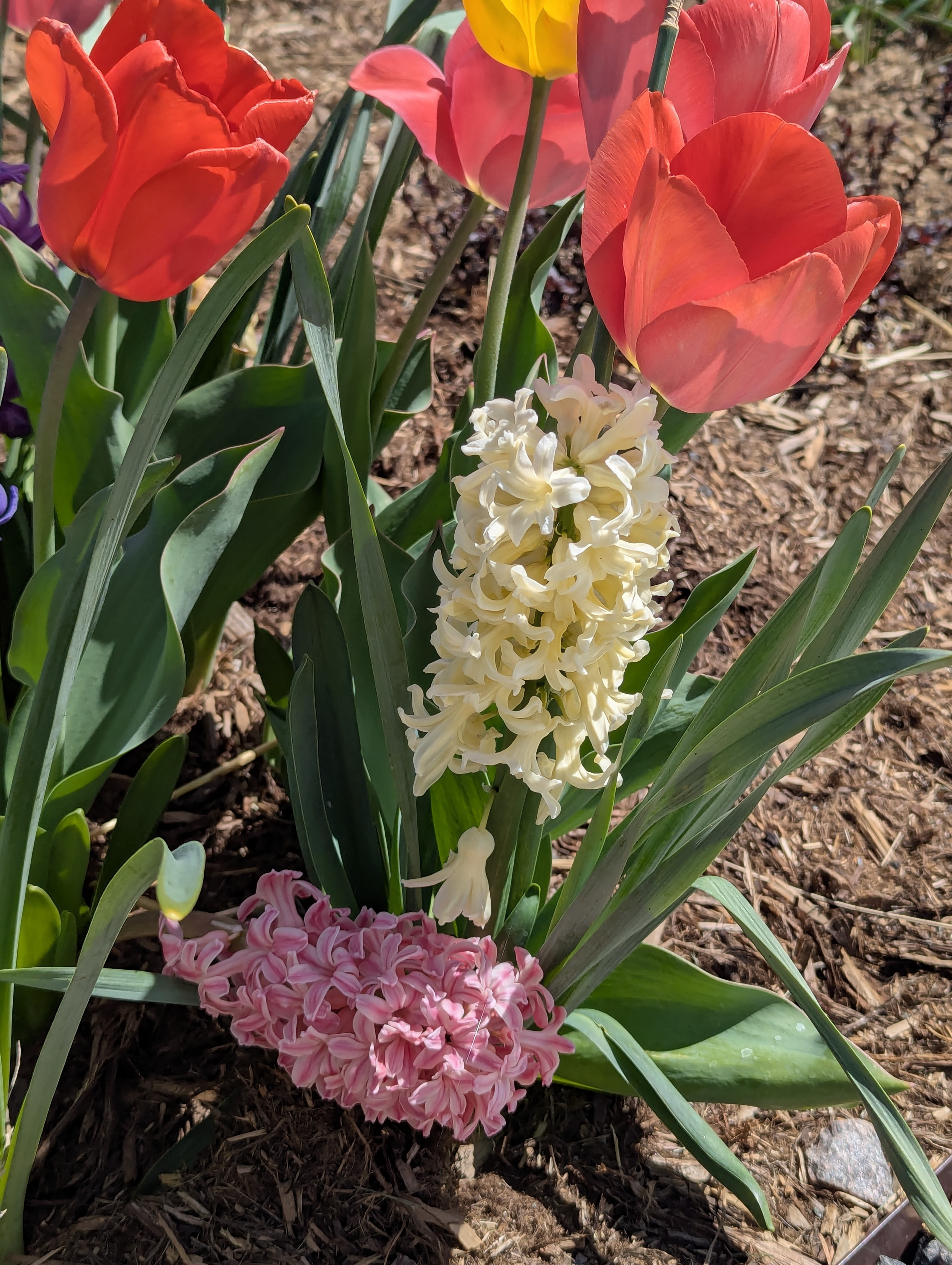 Garden, Flowers, Morrison, Colorado